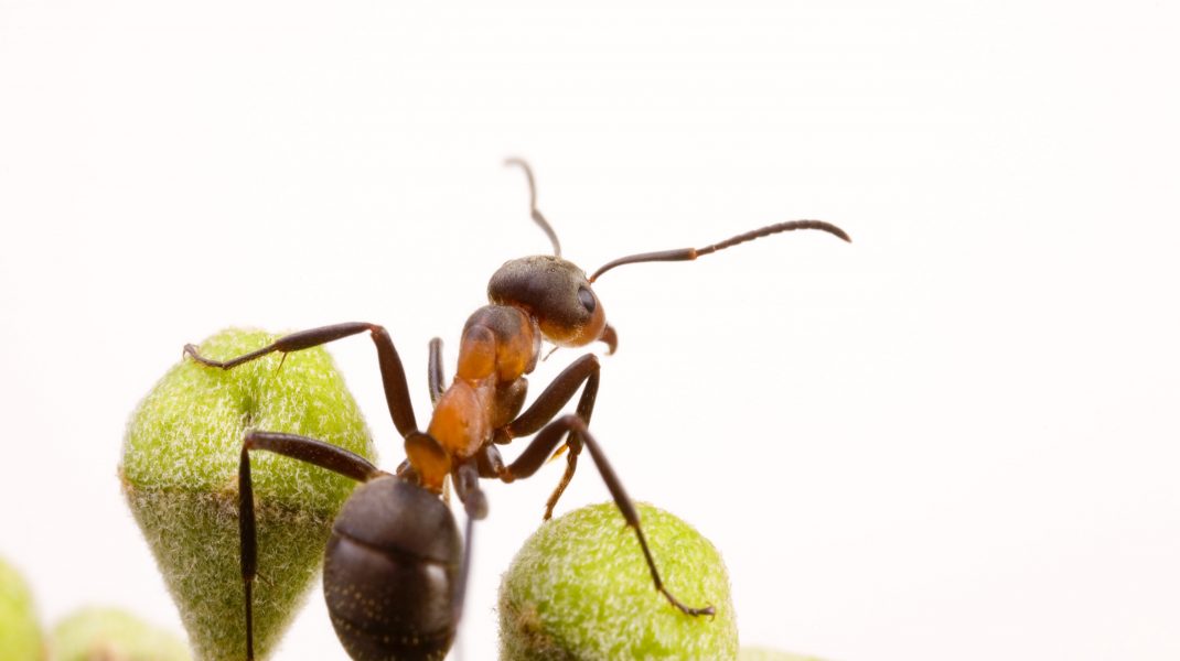 Photo of foto | Cum arată de fapt fața unei furnici? Oamenii se tem că vor avea „coșmaruri” după ce o vor vedea